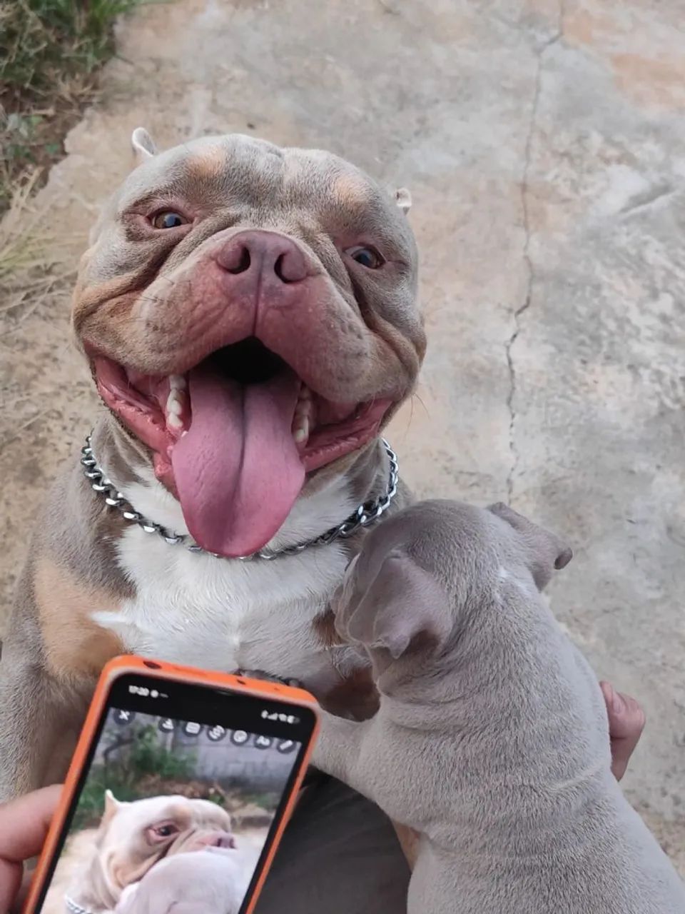 American Bully macho  - Foto 5
