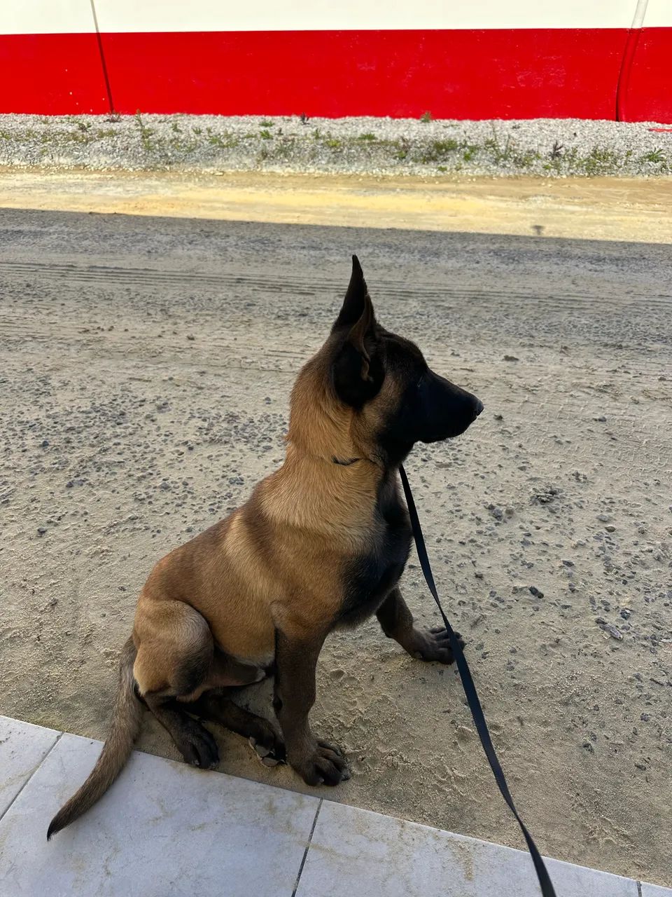 Pastor belga Malinois  - Foto 5