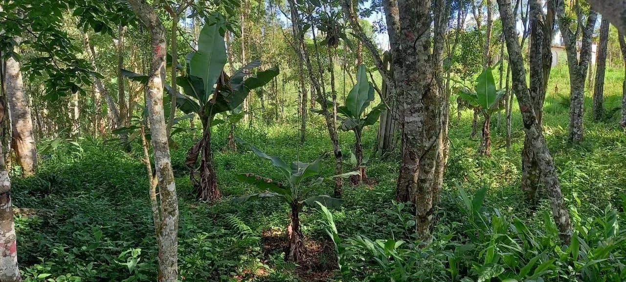 Terreno em Embura - São Paulo - Foto 2