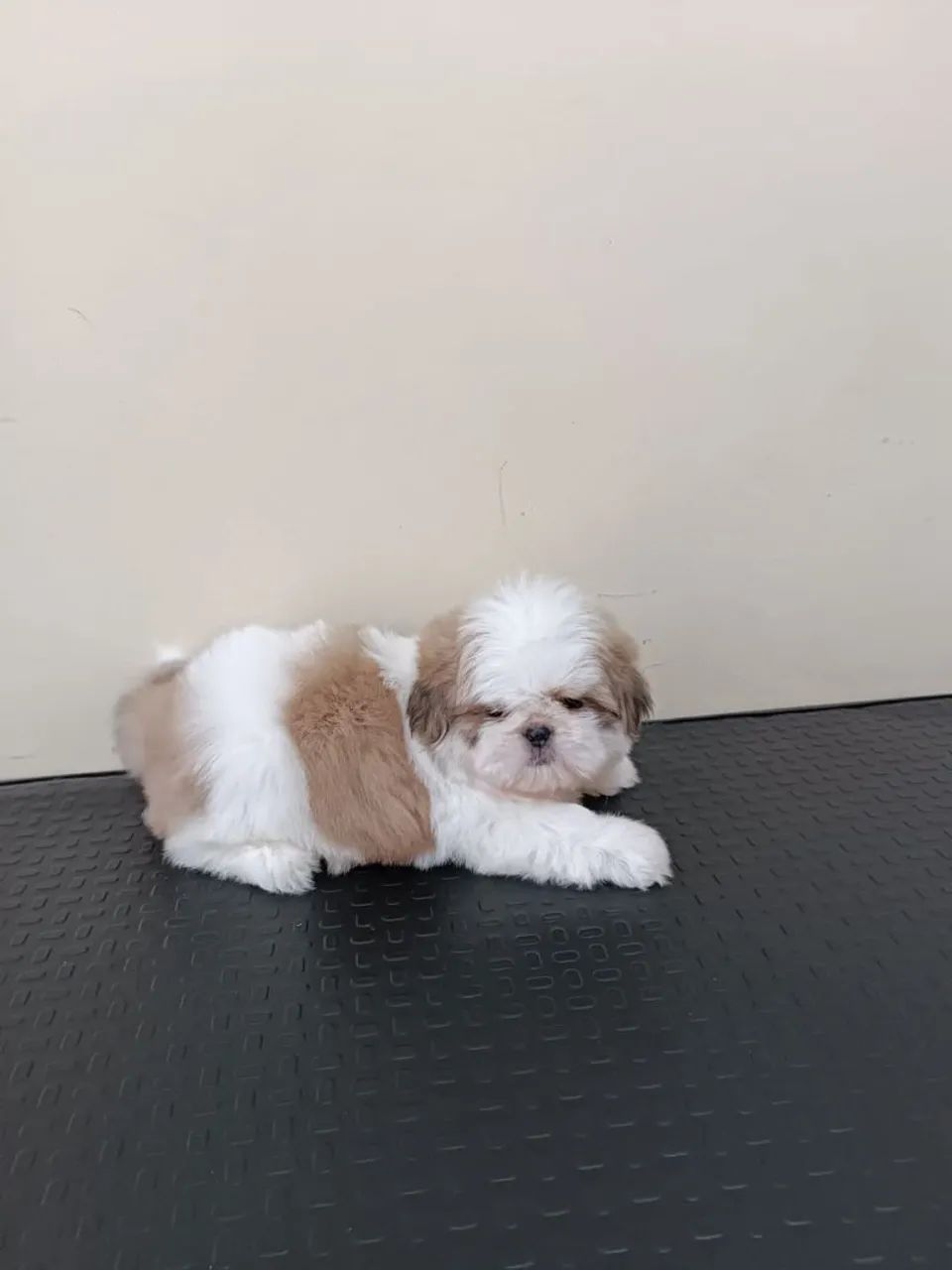 Shih Tzu disponível 