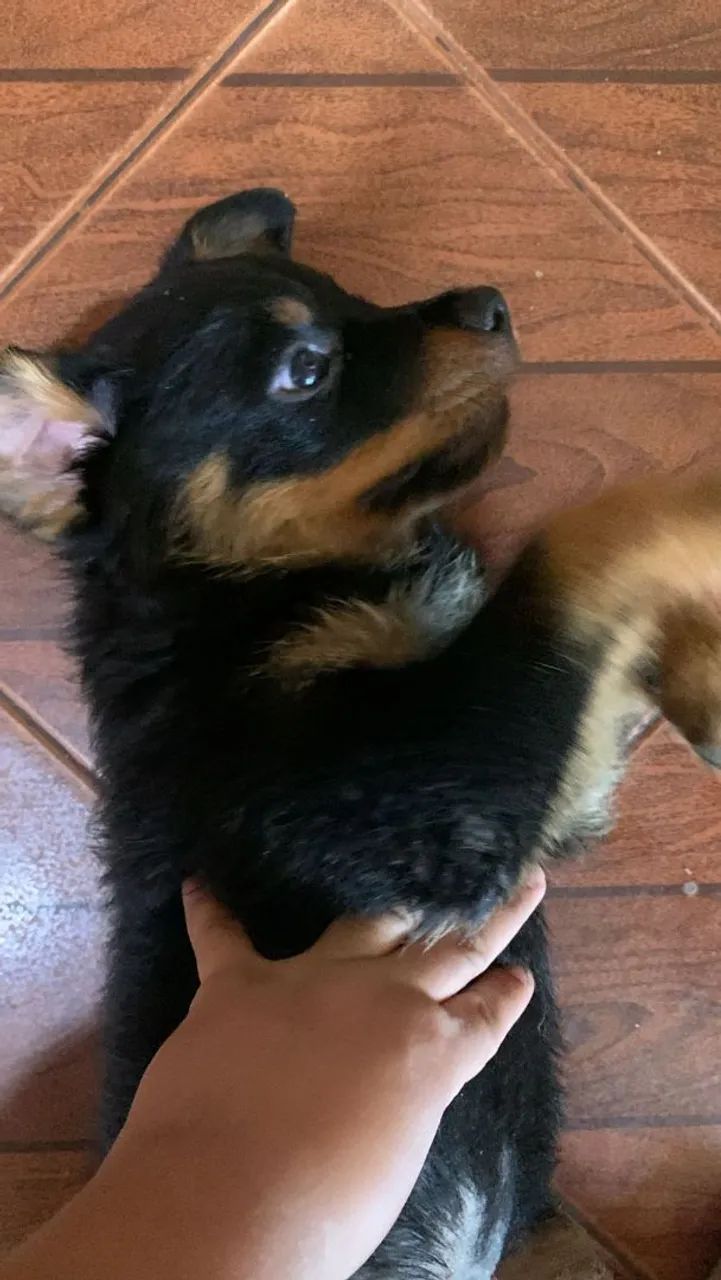 Filhote de Rottweiler  - Foto 4
