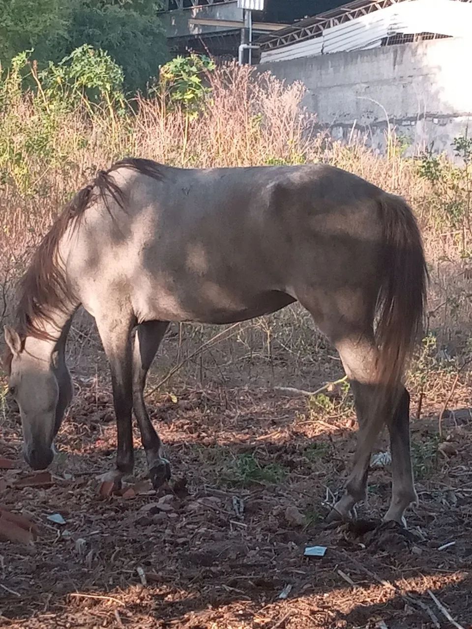 Animal 
