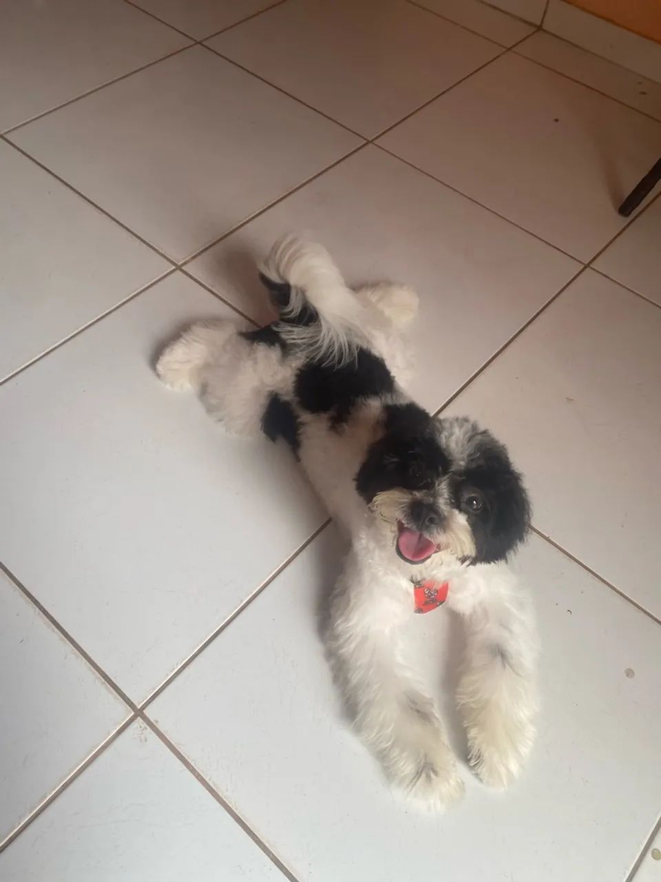 Doação Shitzu