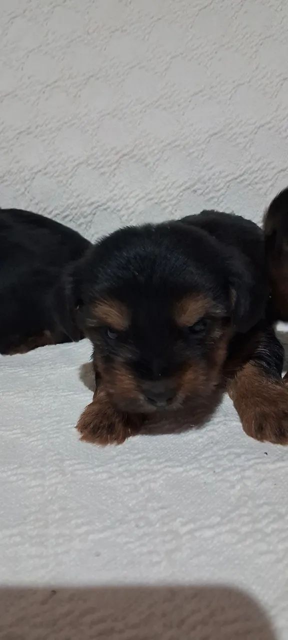Lindos filhotes Yorkshire Terrier  - Foto 4