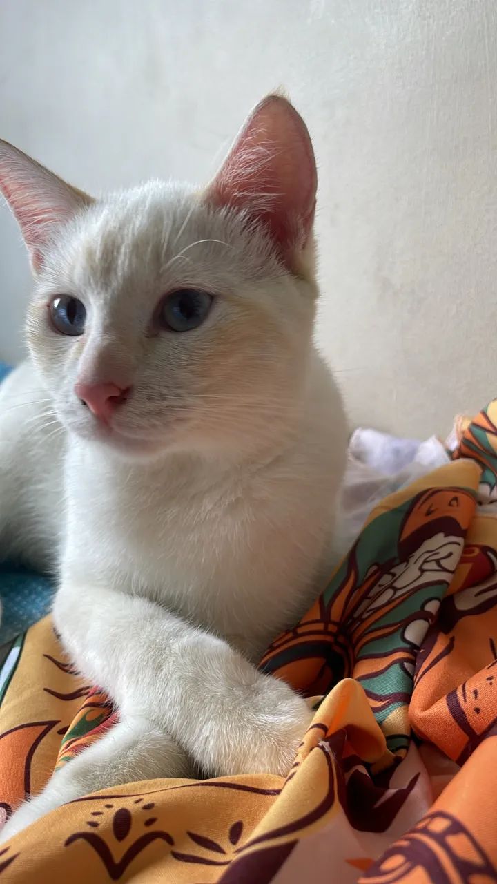 gato macho para adoção 