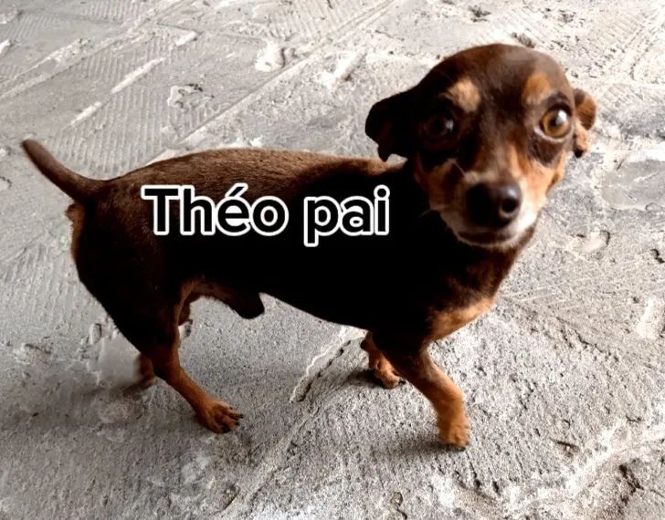 Pinscher miniatura