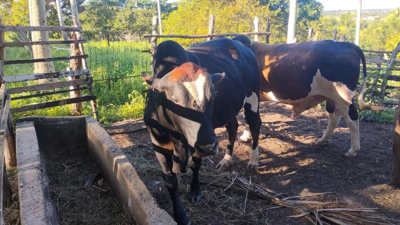 Garrote a venda  - Foto 3