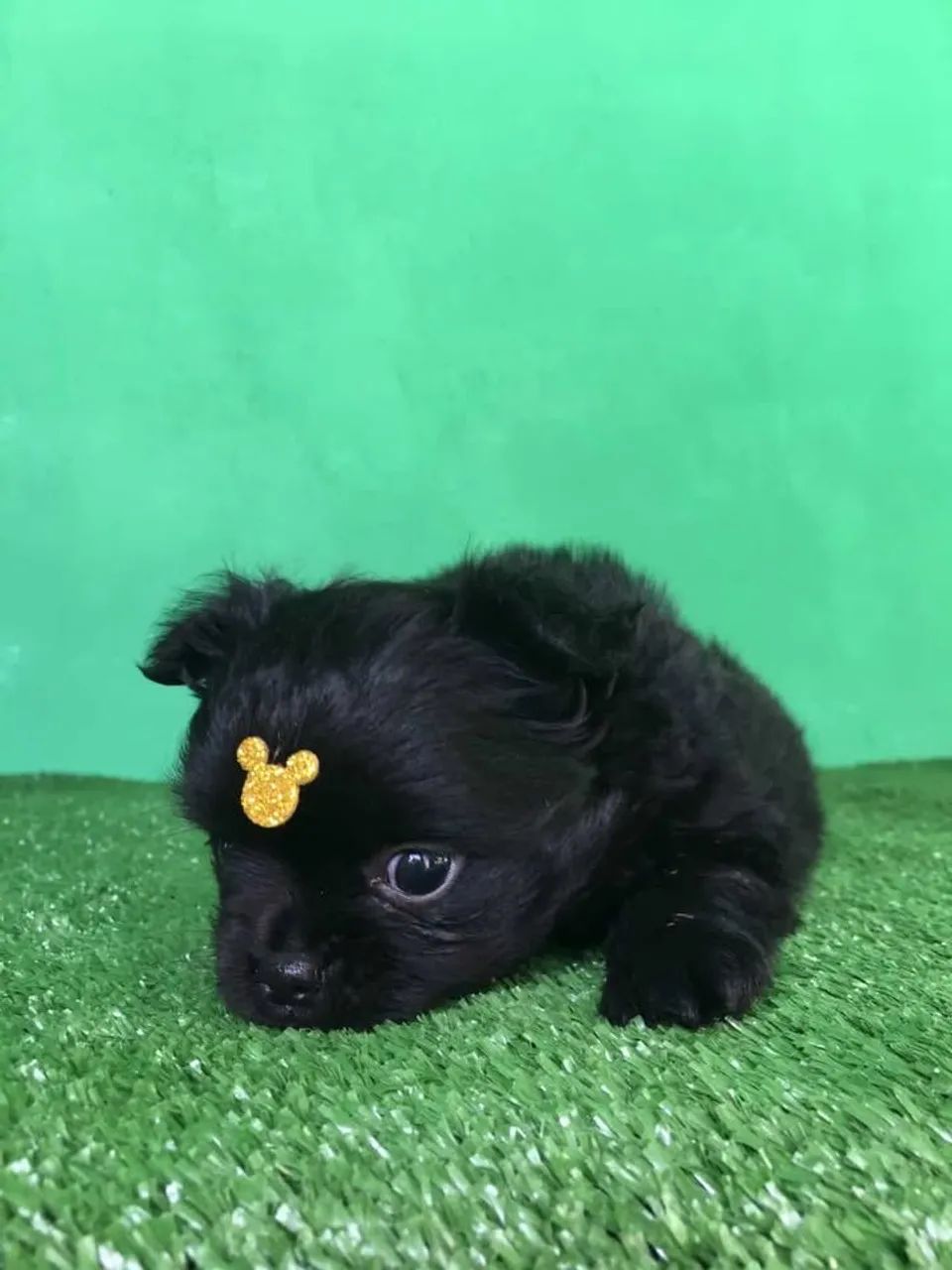 Chihuhaua pelo longo  - Foto 4