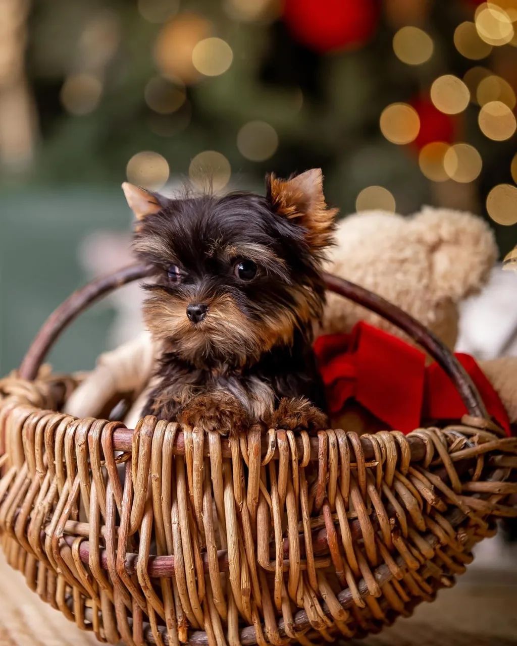     Yorkshire Terrier Micro Loja Física e Canil