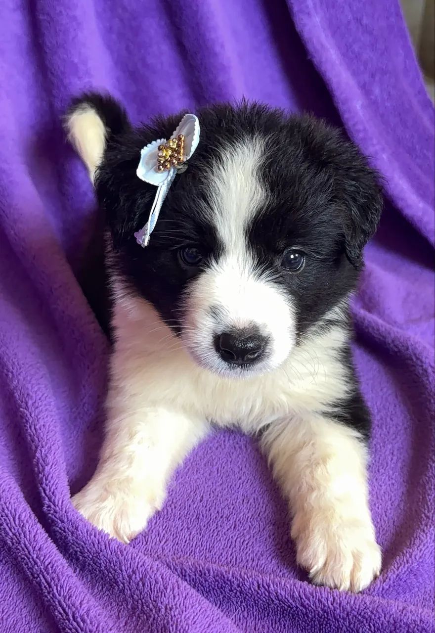Filhotes de Border Collie - Cachorros - Imbiribeira, Recife 1489565973 ...