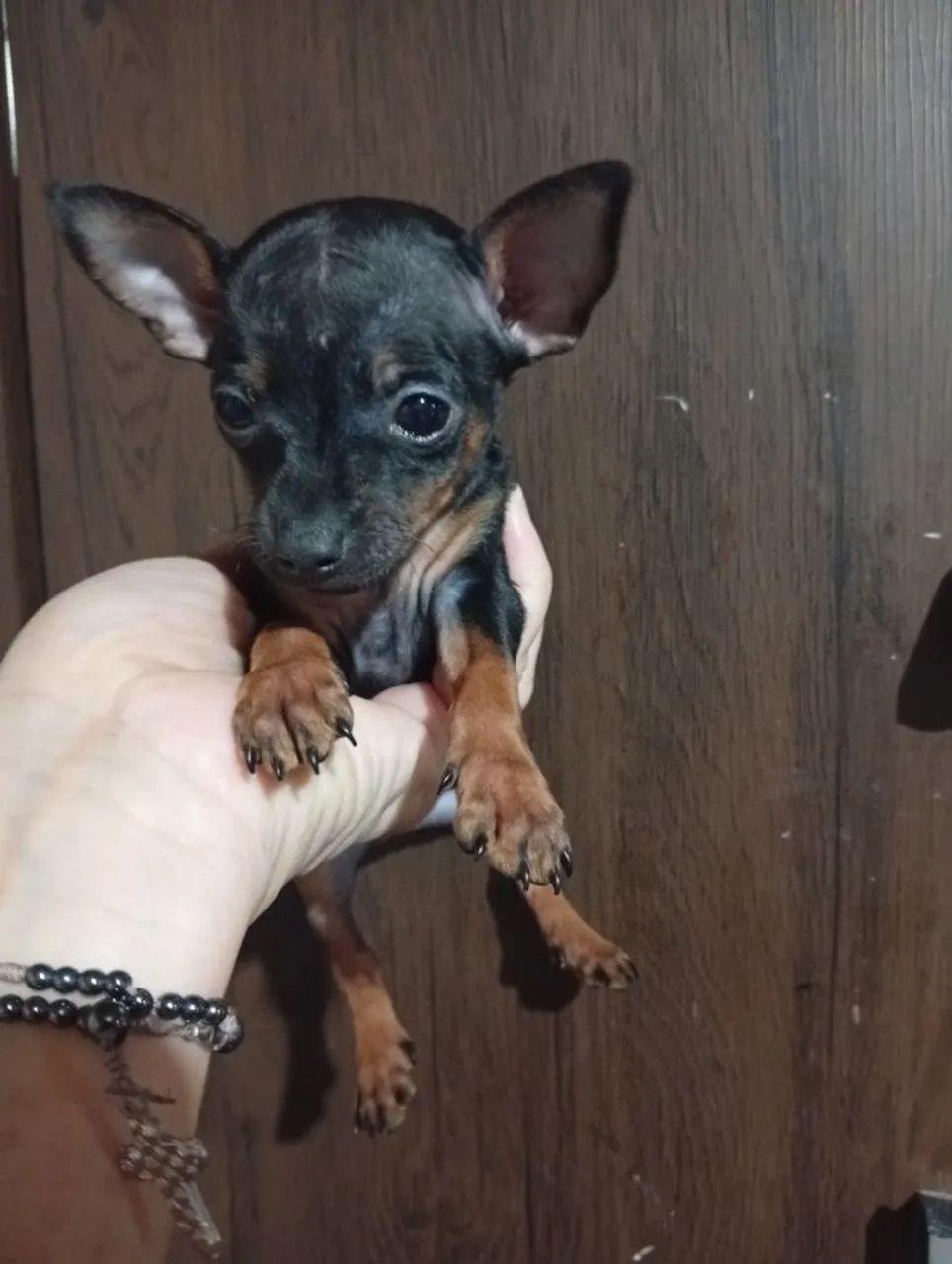 Pincher machinho  - Foto 3