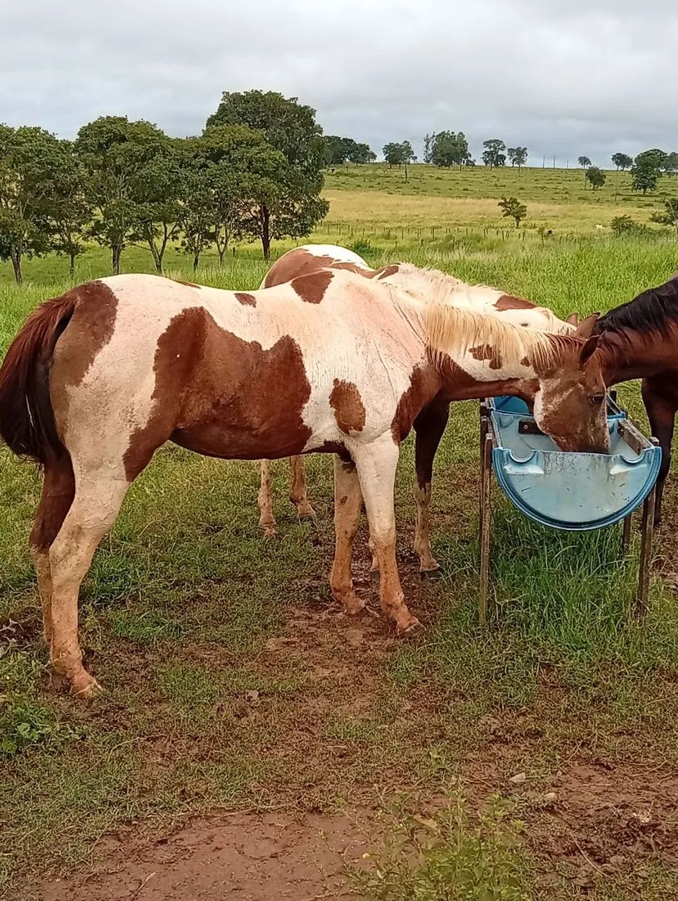 Égua pent horse registrada