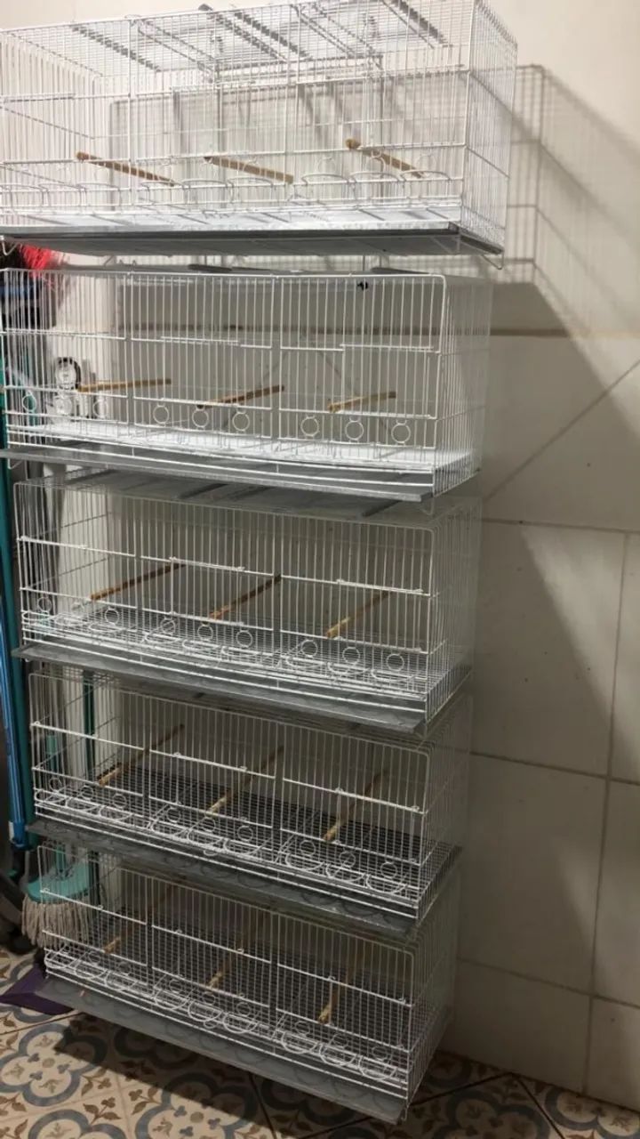 Conjunto de 5 Criadeira Bigamia para Canario