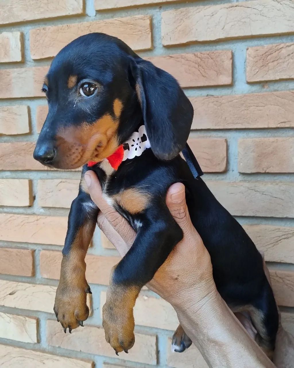 Dachshund macho (promoção)