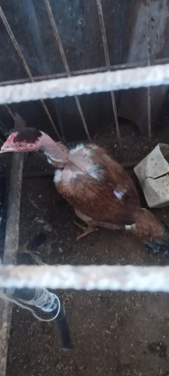 Galinha caipira  - Foto 4
