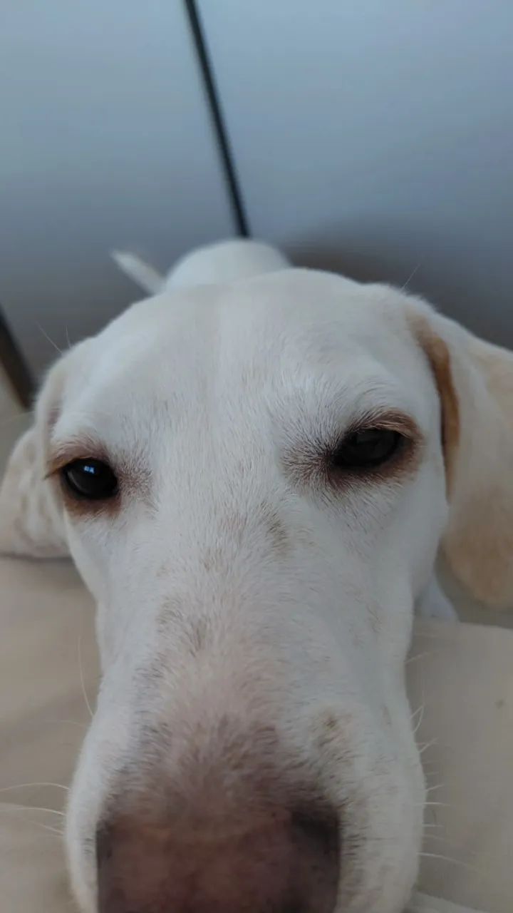 Adoção responsável cachorros - Foto 3