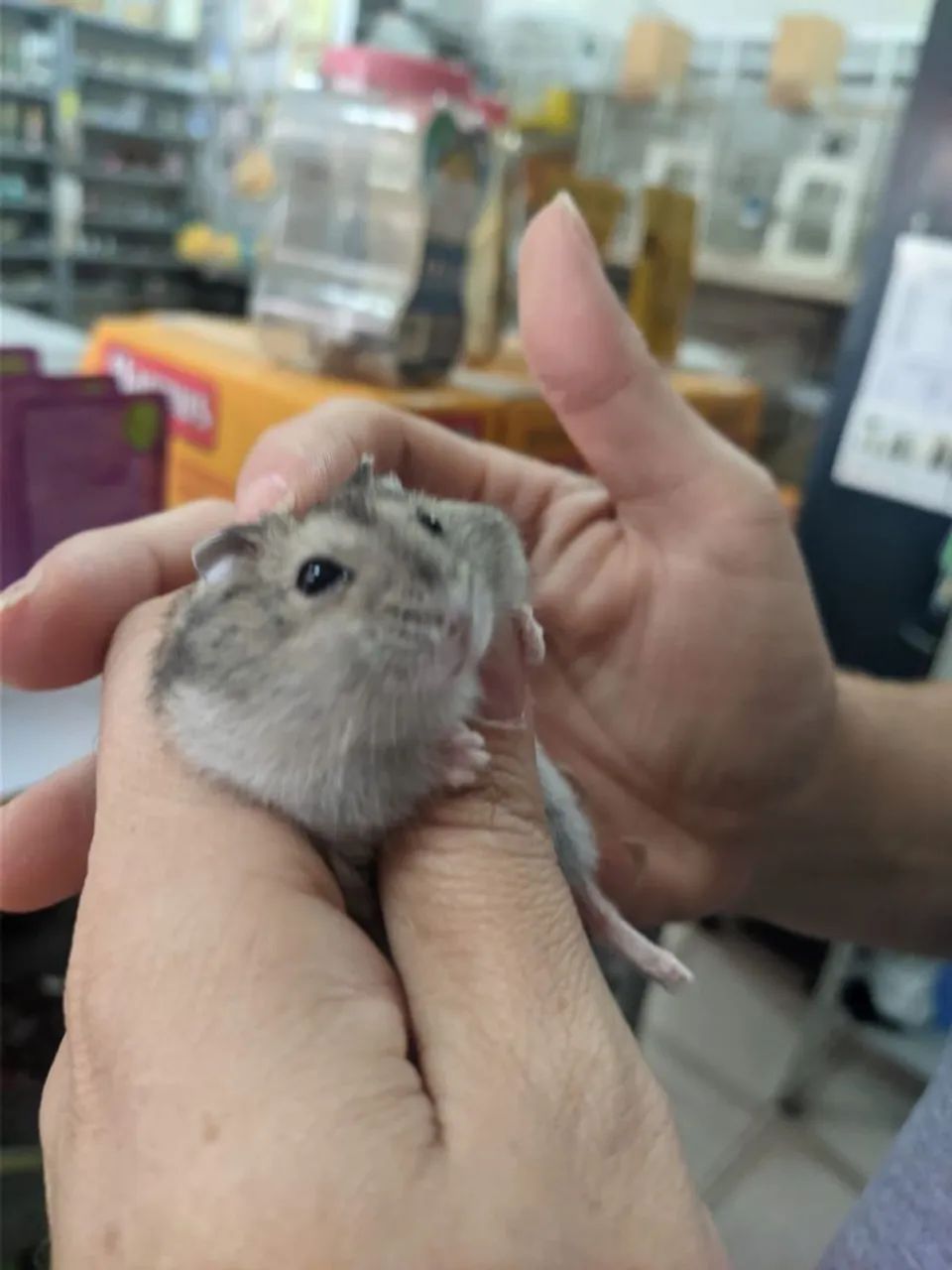 Hamster  - Foto 4