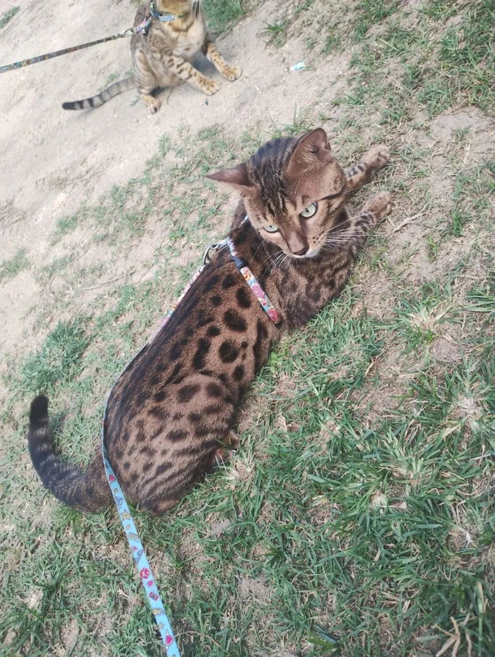 Bengal com pedigree  - Foto 2