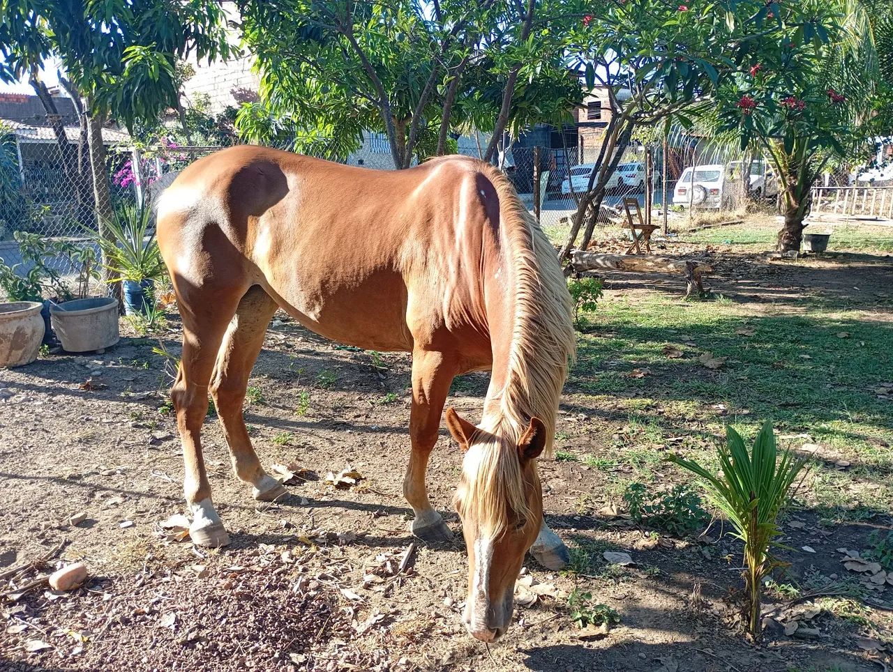 Égua QM x bretao  - Foto 2