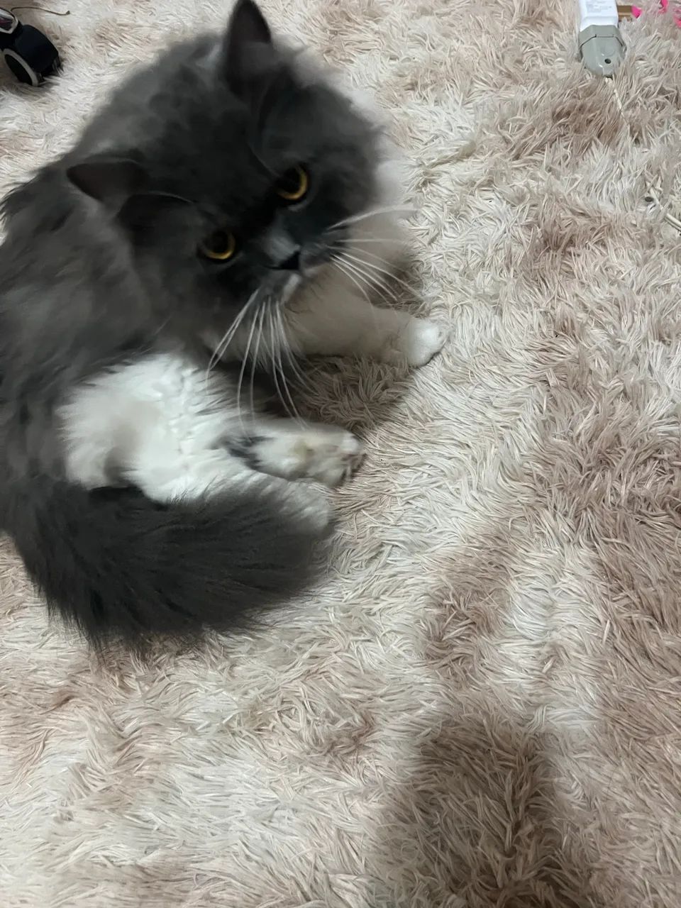Gato persa - Foto 2