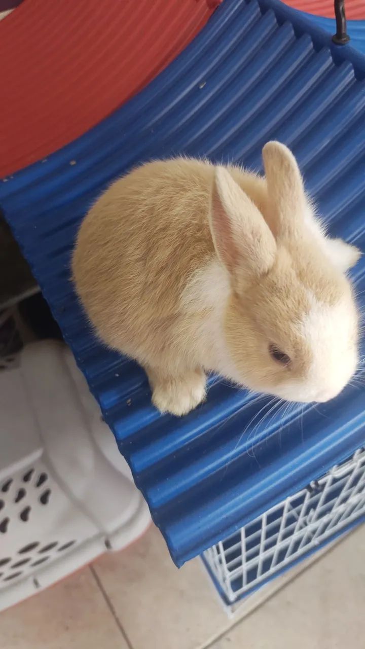 Mini coelho  - Foto 2