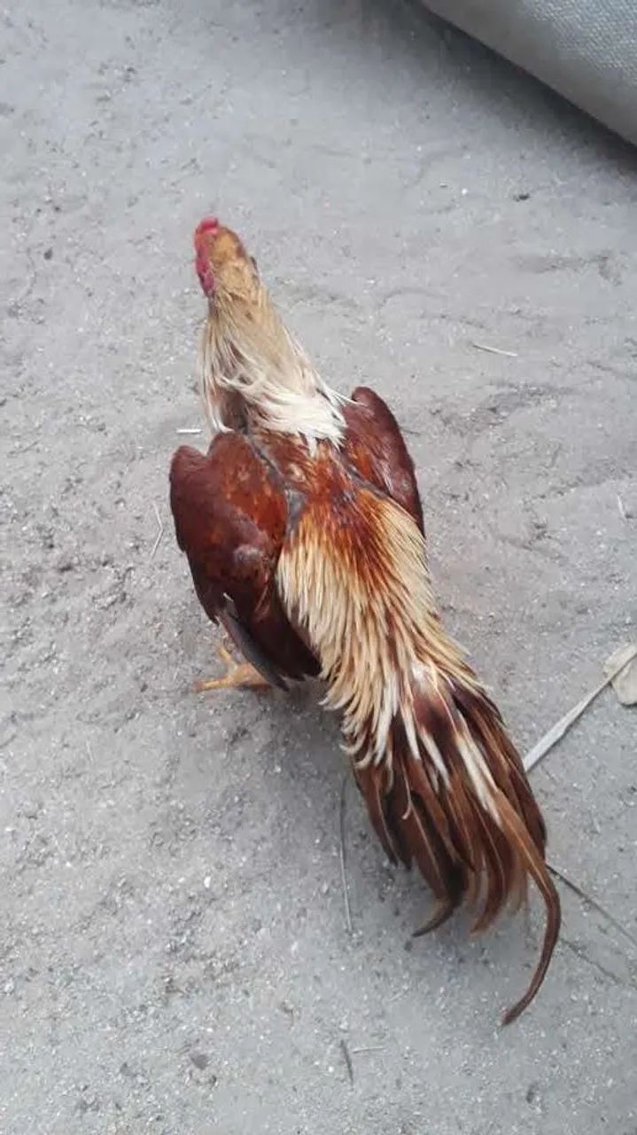 Frango