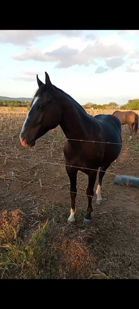 Pordo a venda 1.7 meses manso de cabresto  