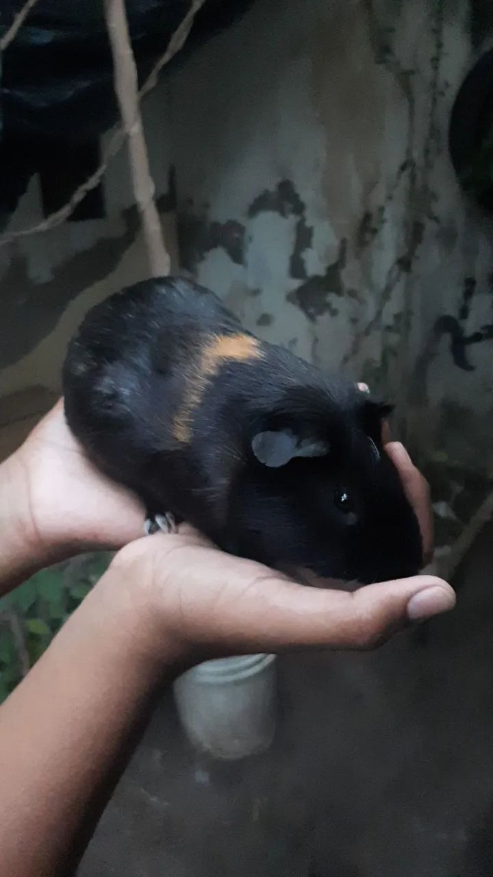 Porquinhos da Índia - Foto 6