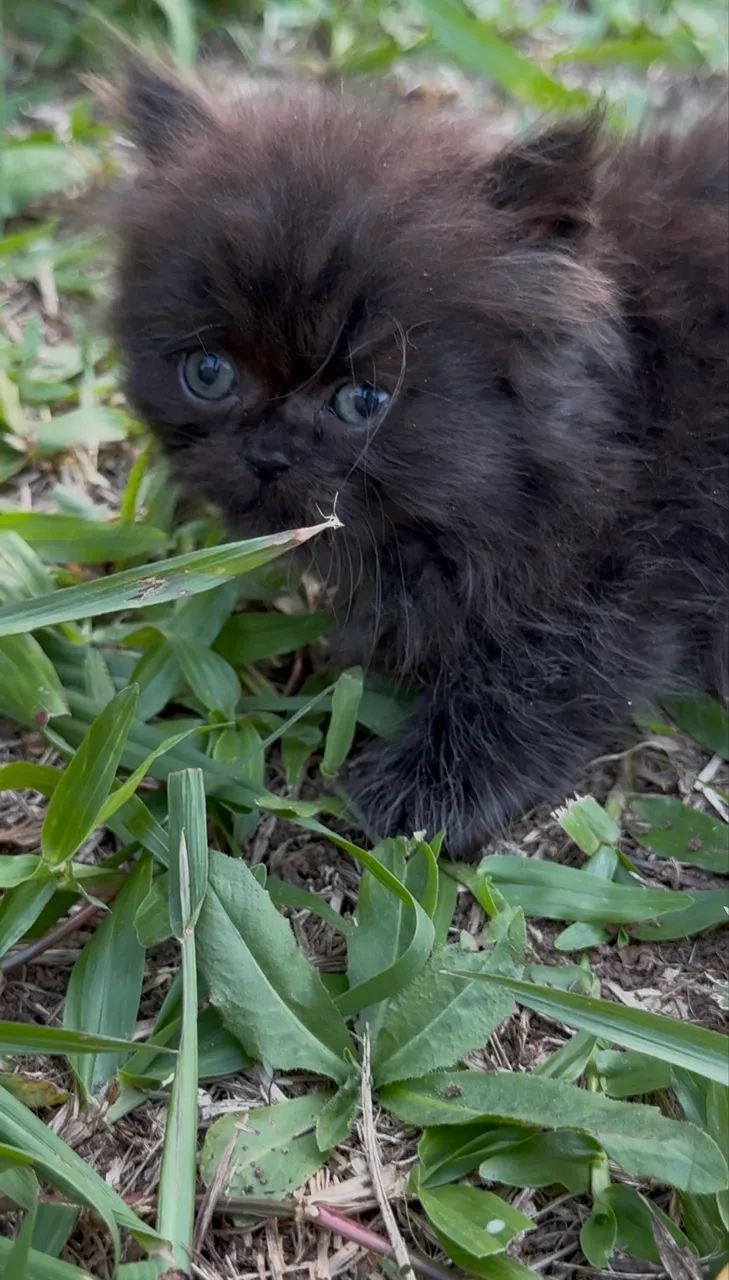 Gato Persa preto macho filhote **Faço entrega - Foto 5