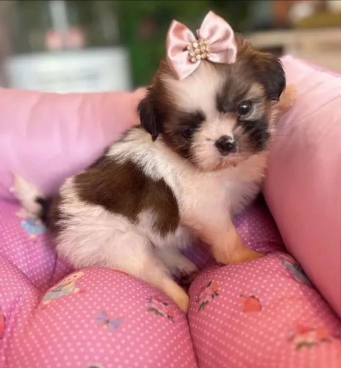 Shih-tzu com pedigree  - Foto 2