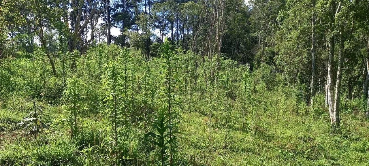 Terreno em Embura - São Paulo - Foto 5