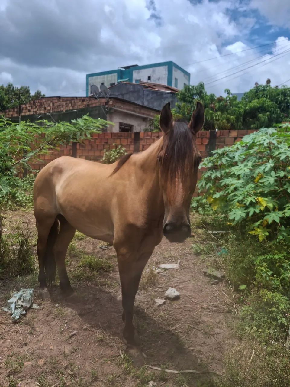 Cavalo campolina ,macha picado ,manso , castrado ,8 anos , aceito cartão,  faço negócio. 