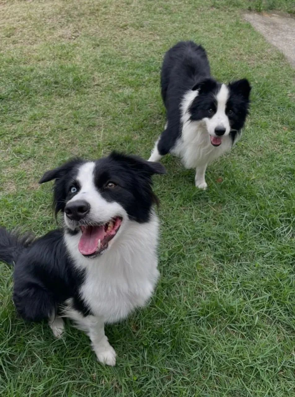 Filhotes de Border Collie - Foto 3