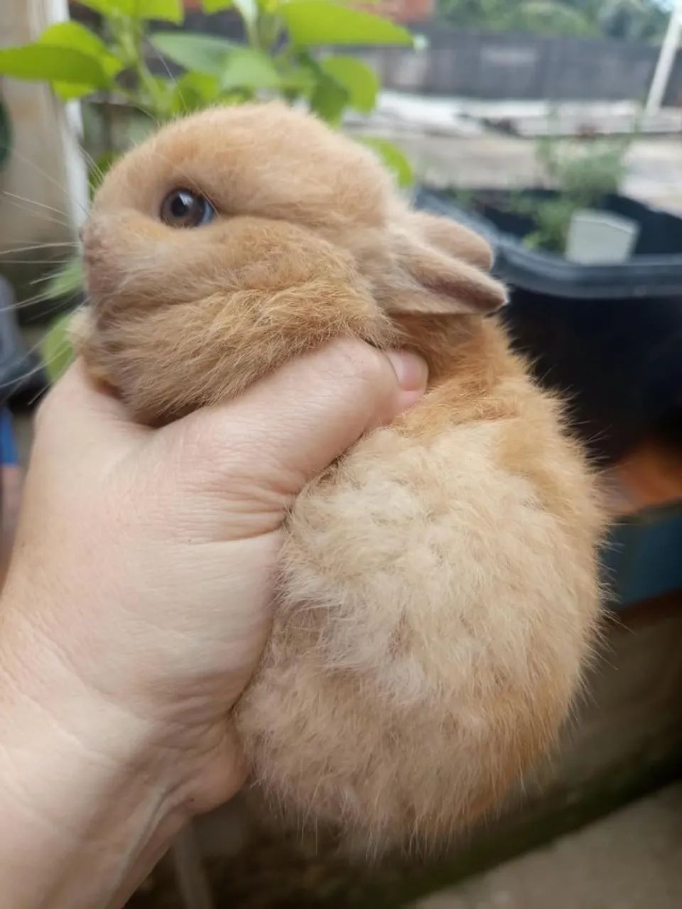 Mini coelhos - Netherland Dwarf - Foto 4