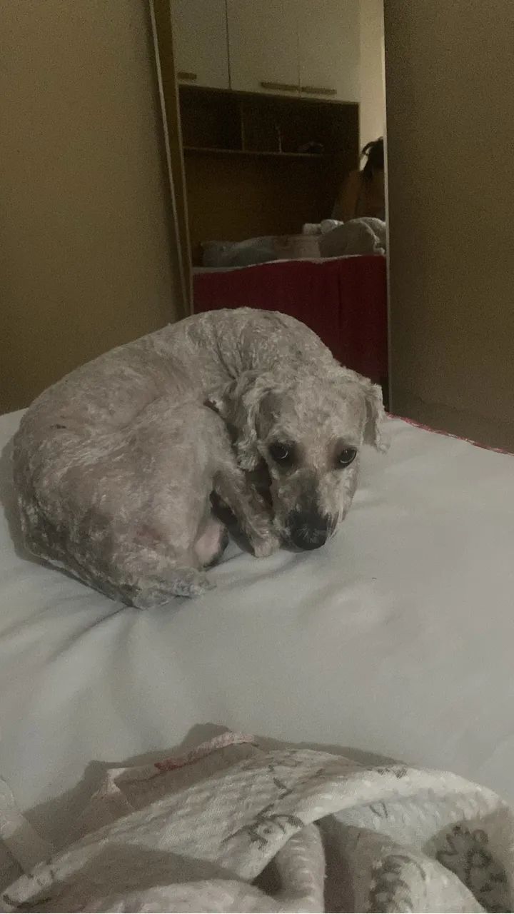 Cachorro podlle  - Foto 4