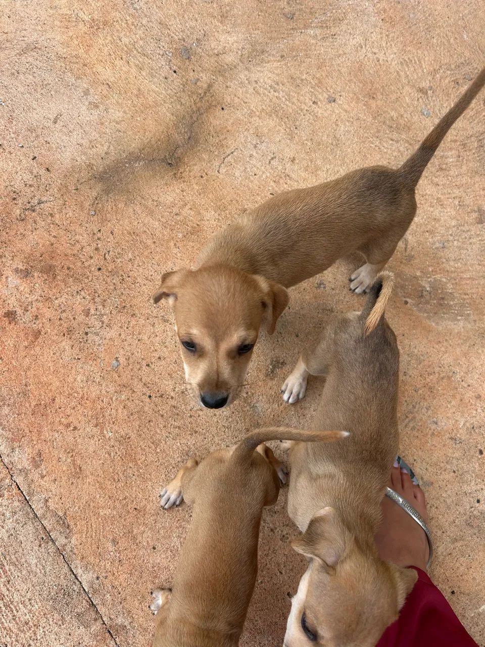 Doação de cachorro - Foto 5