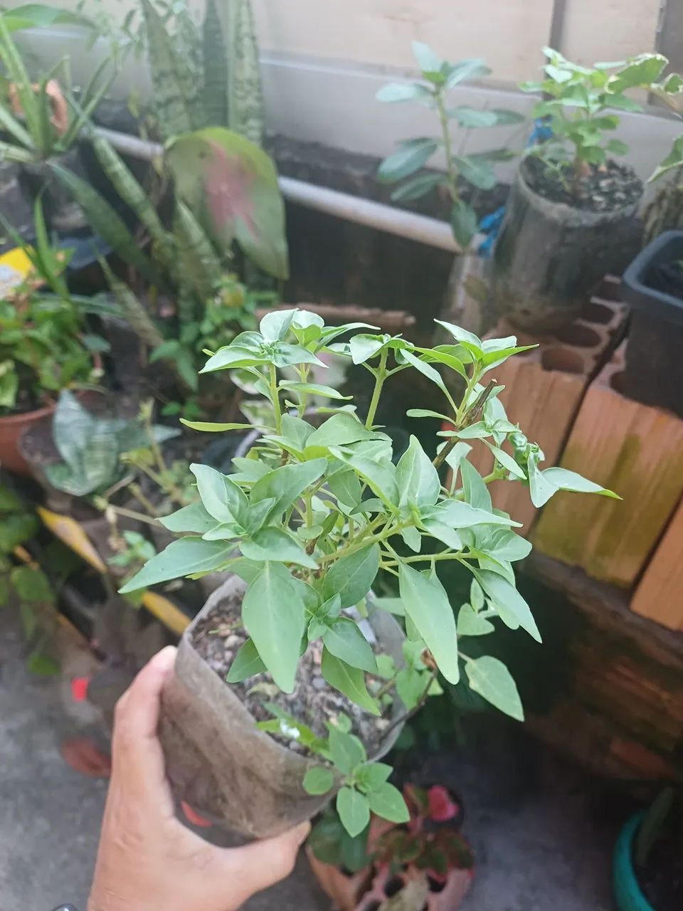 Plantas e mudas de Manjericão  - Foto 3