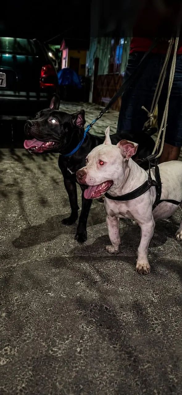 FILHOTES DE APBT DISPONÍVEIS PARA RESERVAR 