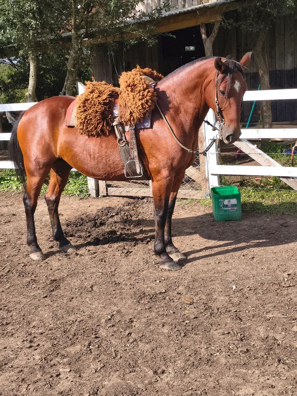 Criolo máquina  - Foto 2
