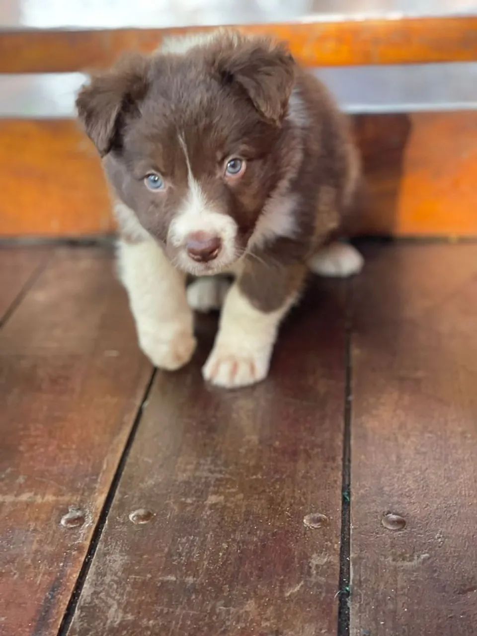 Border Collie chocolate 