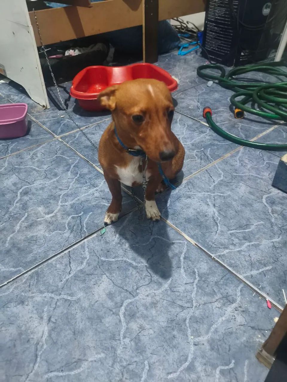 Doação de cachorro  - Foto 2