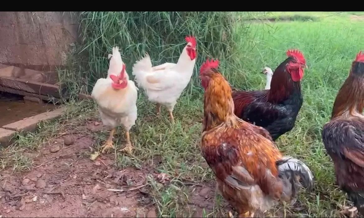 Sertanejo Balão ( GSB) - Galinhas / Frangas/ Frangos - Foto 4