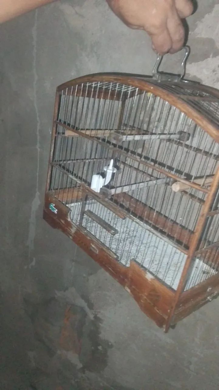 Gaiola 