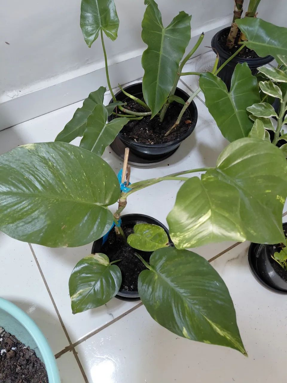 Plantas  - Foto 5