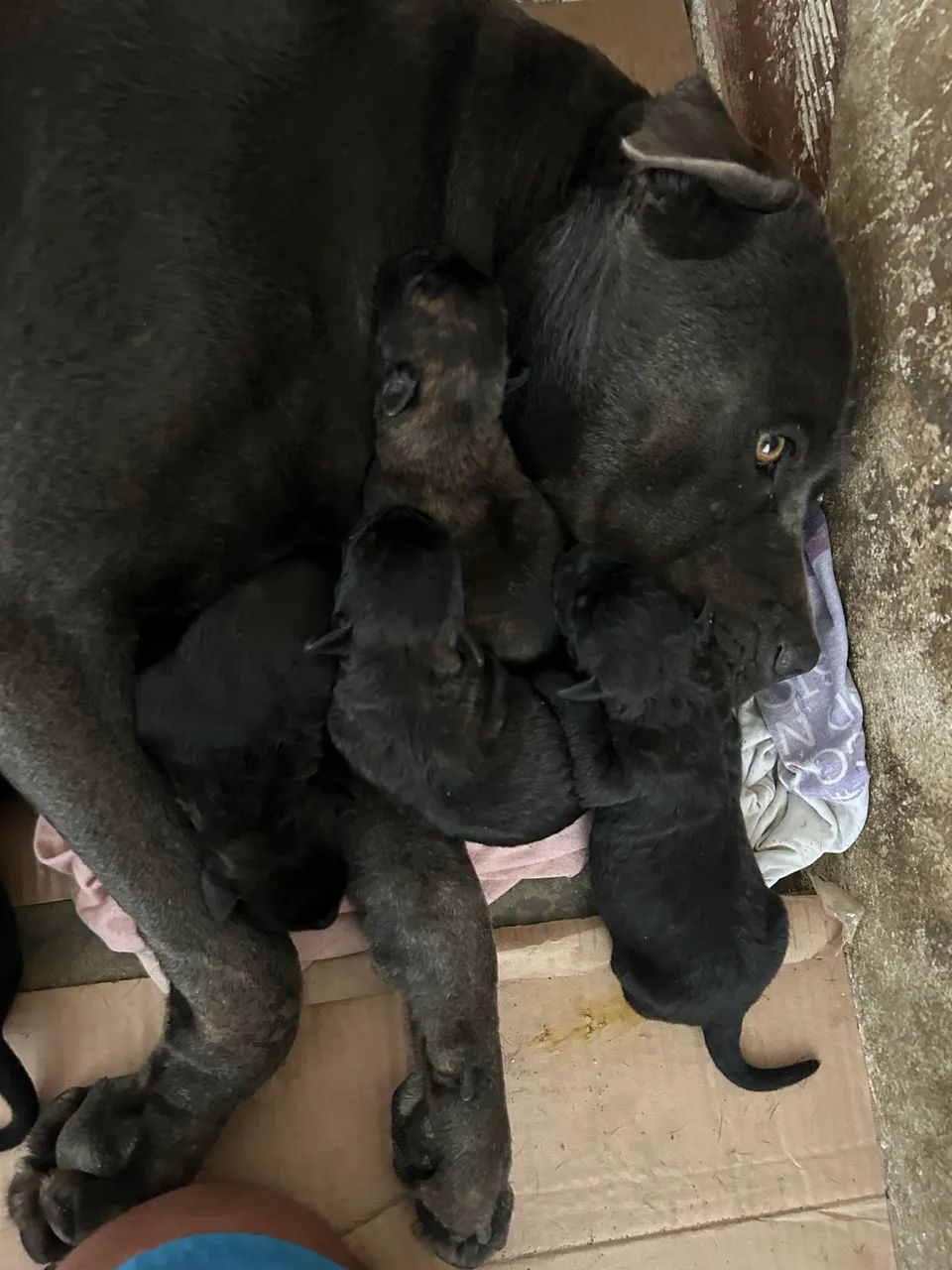 Filhotes de Cane Corso  - Foto 5