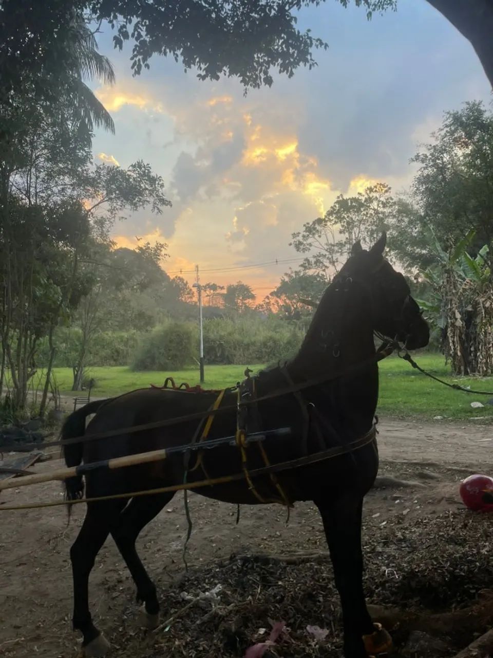 Cavalo mestiço  - Foto 3