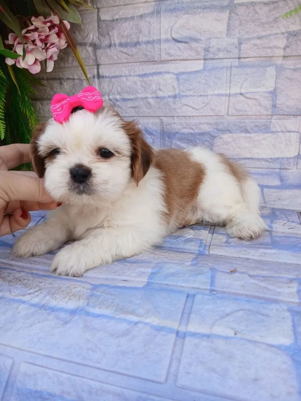 Shihtzu lindas