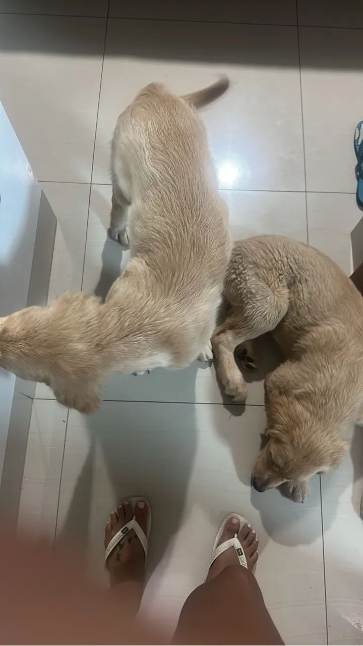 Golden retriever  - Foto 4