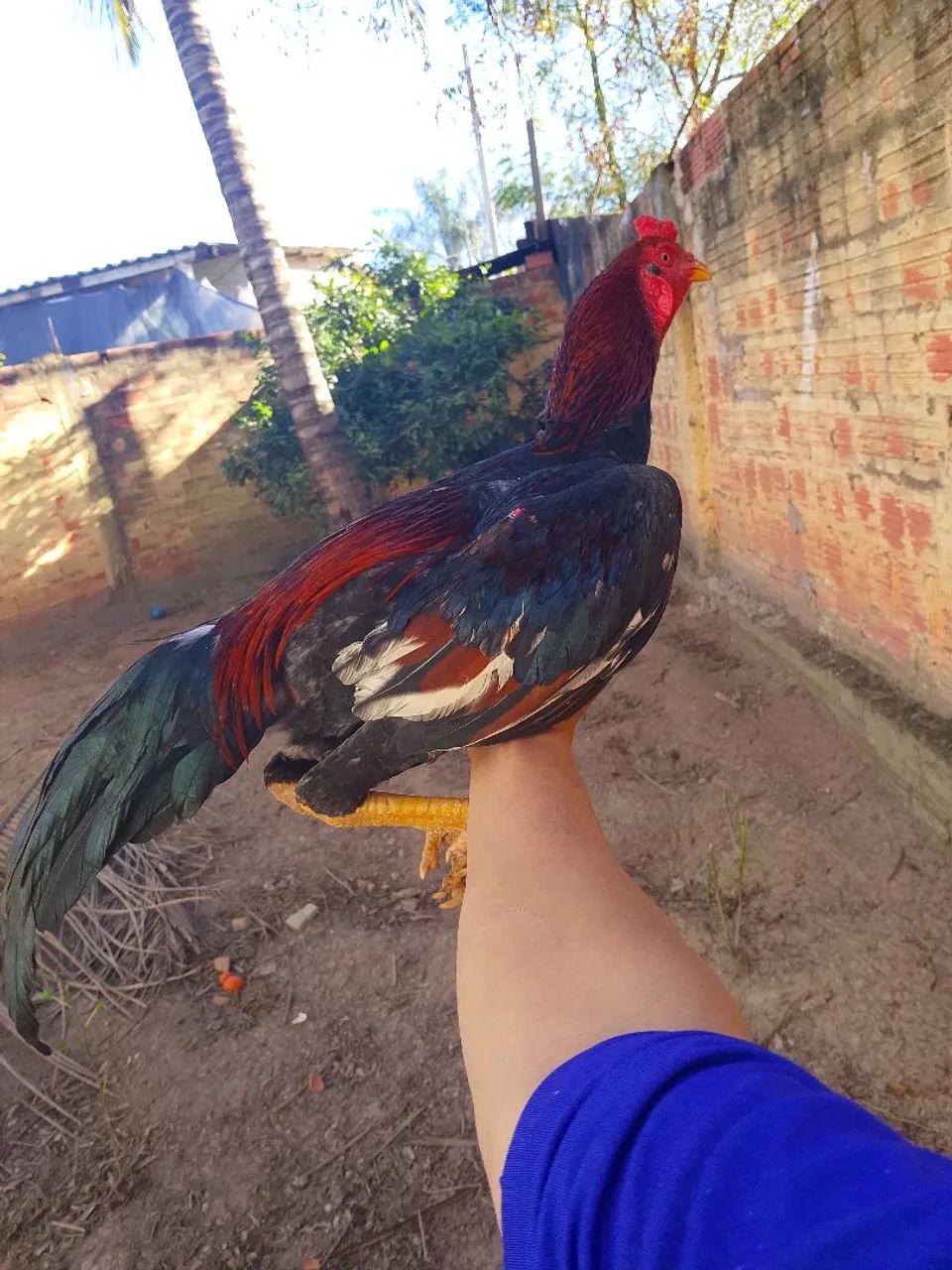 Frango índio 