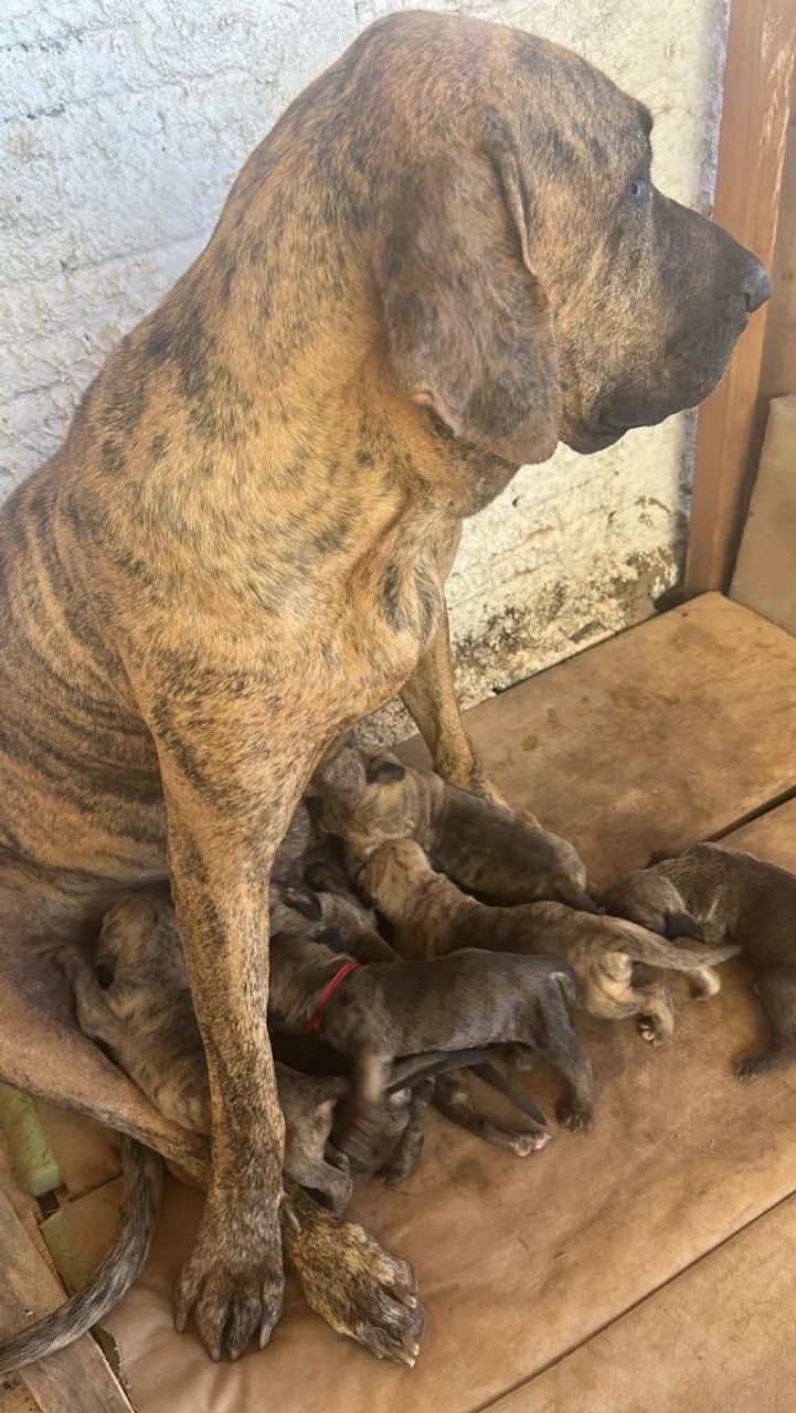 FILA BRASILEIRO COM PEDIGREE - Foto 4